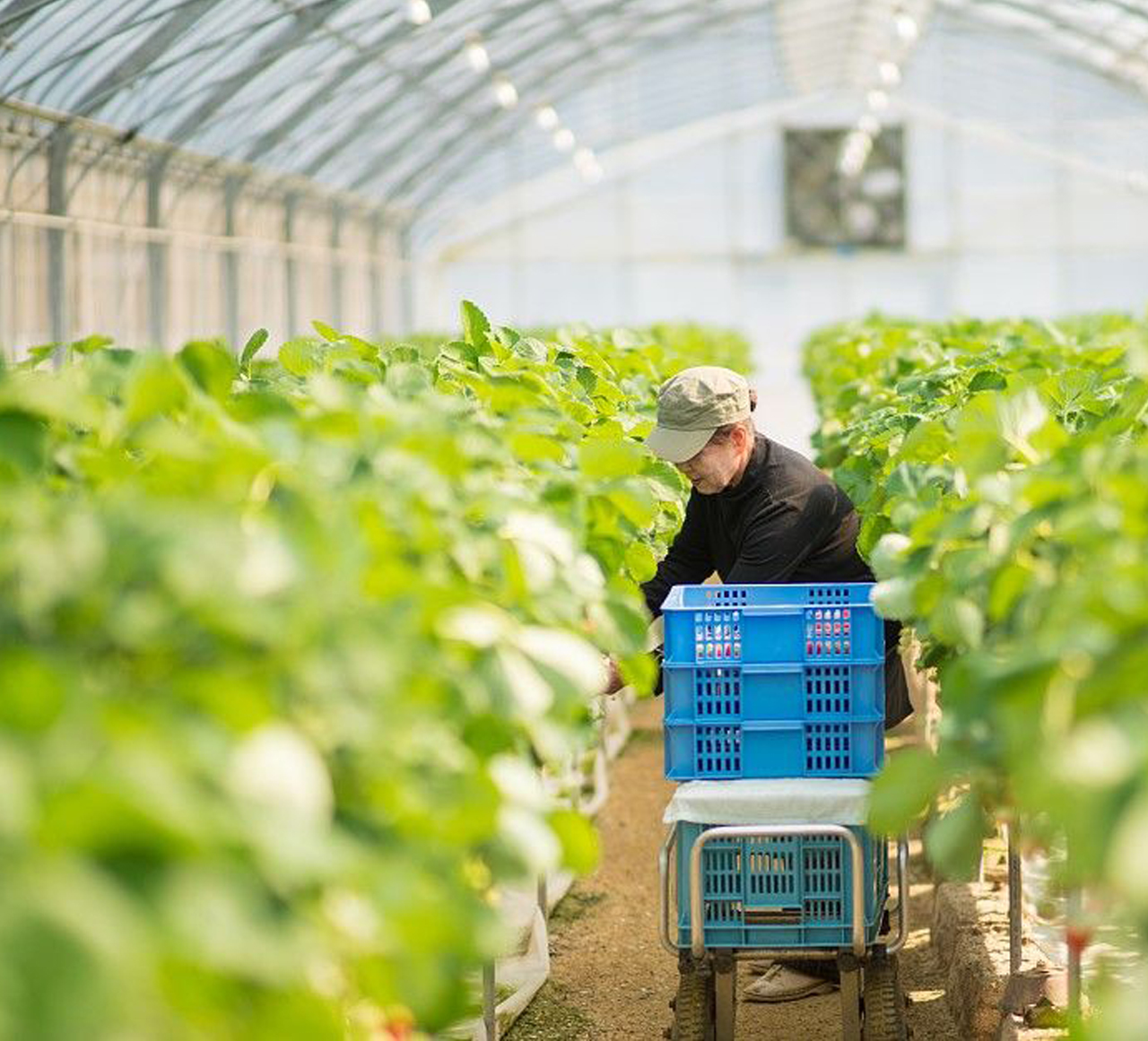 物聯(lián)網(wǎng)將如何重塑農(nóng)業(yè)？