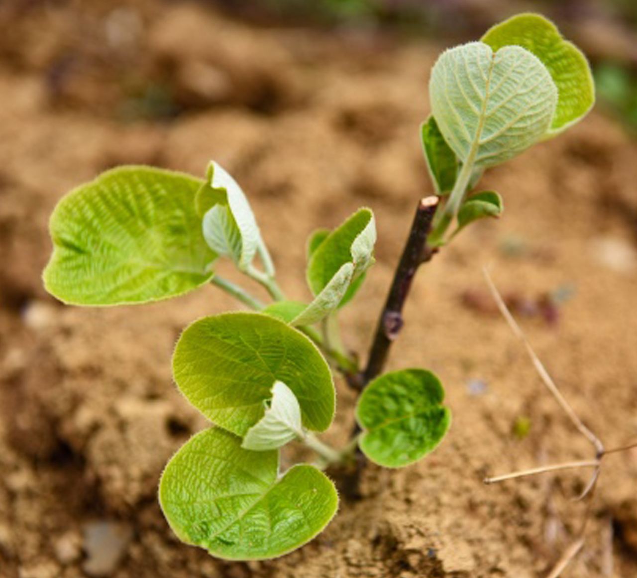 土壤PH傳感器的應(yīng)用